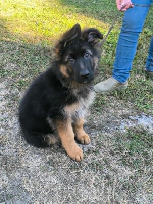 Les chiots de Berger Allemand Poil Long
