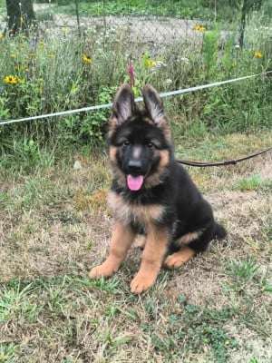 Les chiots de Berger Allemand Poil Long