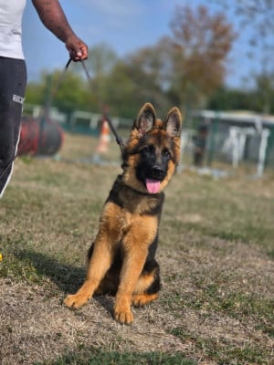 Les chiots de Berger Allemand Poil Long