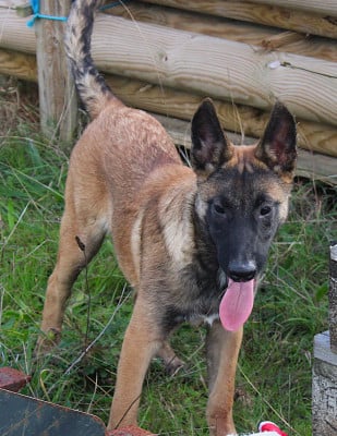 Les chiots de Berger Belge