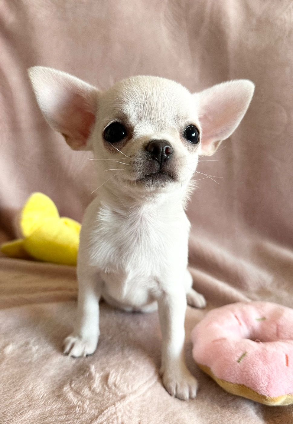 Chihuahua - Des Petites Mirabelles