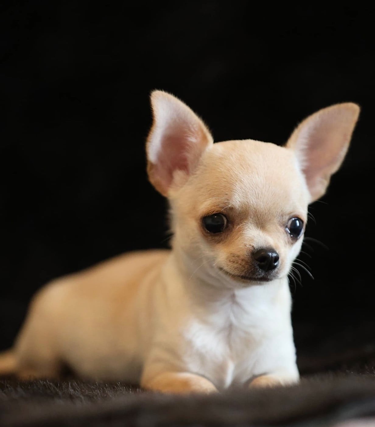 Chihuahua - Des Petites Mirabelles