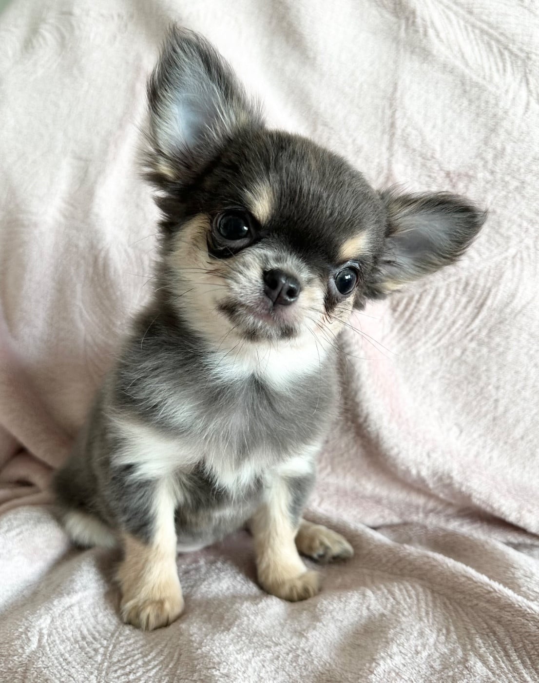 Chihuahua - Des Petites Mirabelles