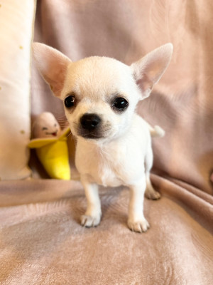 Les chiots de Chihuahua