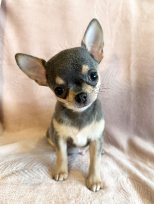 Les chiots de Chihuahua