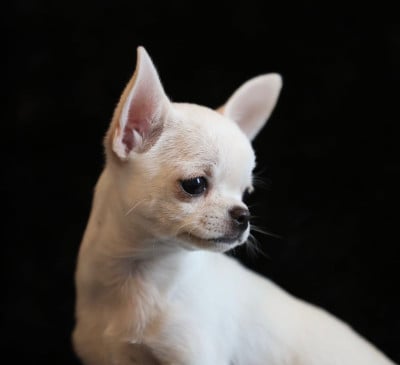 Les chiots de Chihuahua