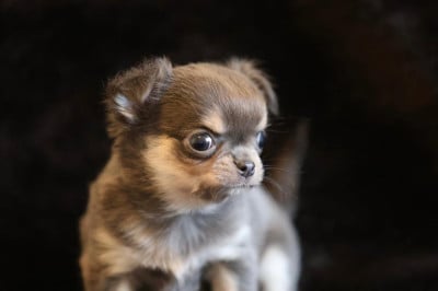 Les chiots de Chihuahua