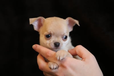 Les chiots de Chihuahua