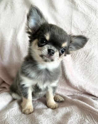 Les chiots de Chihuahua