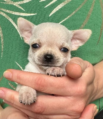 Les chiots de Chihuahua