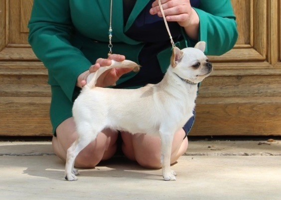 CH. special guest Ulla bloom - 1ère excellente CACS BOS classe ouverte