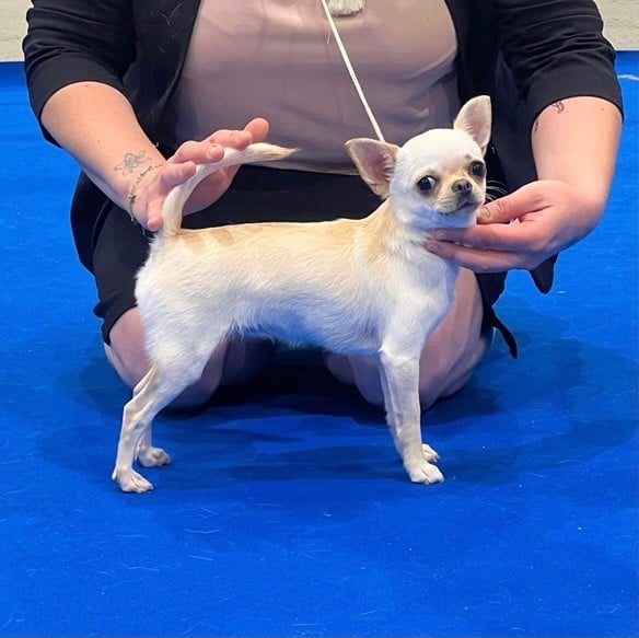 CH. special guest Ulla bloom - 1ère excellent RCACS classe intermédiaire