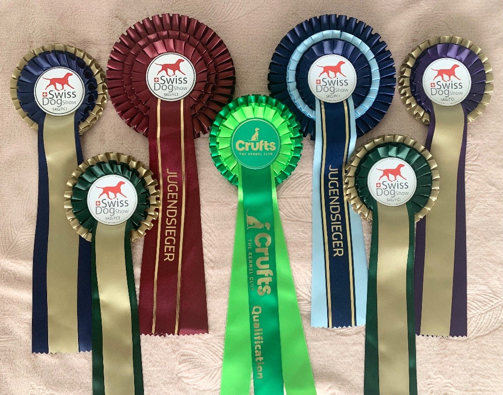 CH. special guest Ulla bloom - 1ère excellente CAC RCACIB classe ouverte