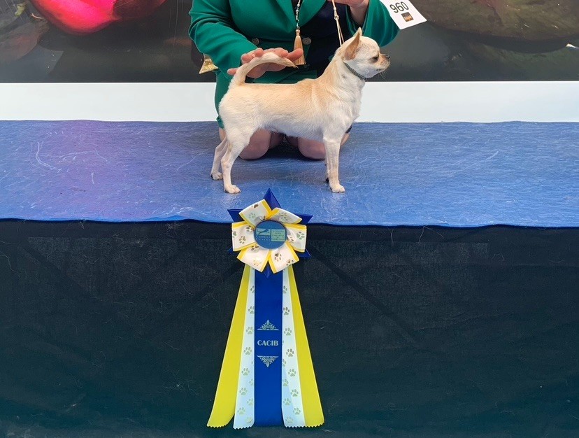 CH. special guest Ulla bloom - 1ère excellente CACIB classe champion