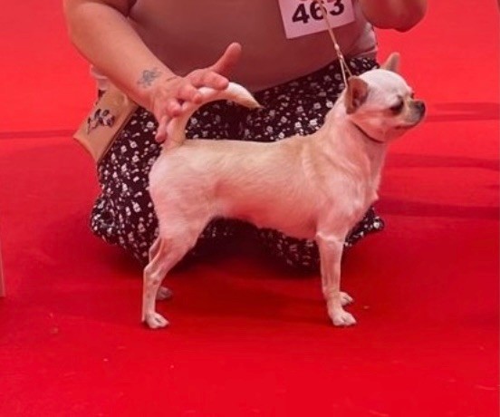 CH. special guest Ulla bloom - Excellent classe ouverte