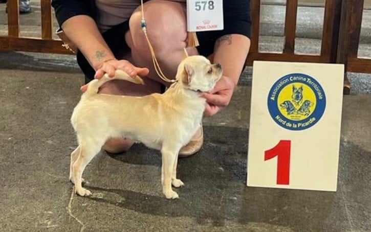 CH. special guest Ulla bloom - 1ère excellente CACS classe ouverte