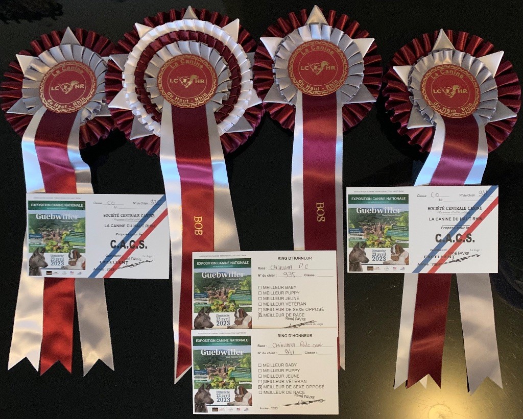 CH. special guest Ulla bloom - 1ère excellent CACS BOS classe ouverte