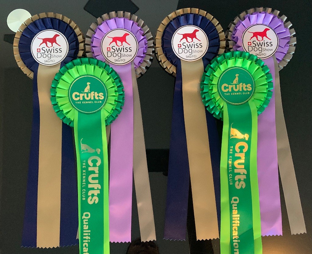 CH. special guest Ulla bloom - 1ère excellente CAC RCACIB classe inter