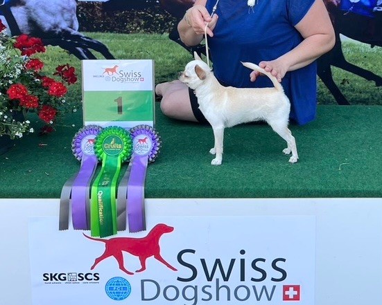 CH. special guest Ulla bloom - 1ère excellente CAC classe inter