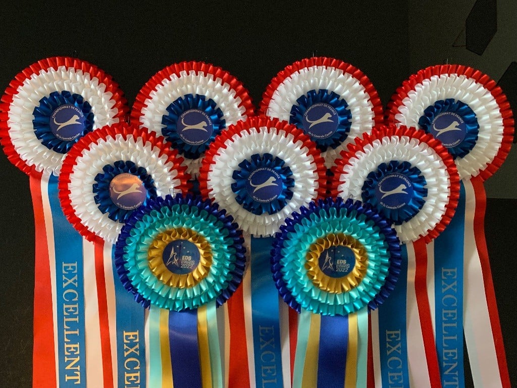 CH. special guest Ulla bloom - Excellent nc classe jeune