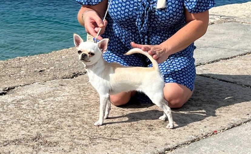 CH. special guest Ulla bloom - 1ère excellent CAC classe inter