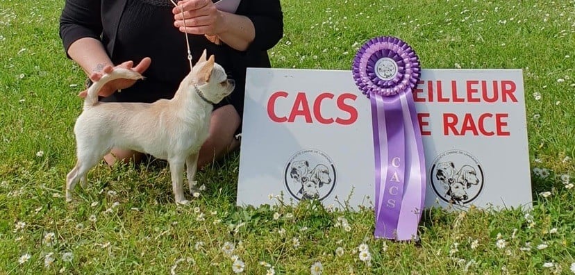 CH. special guest Ulla bloom - 1ère excellente CACS BOB classe ouverte