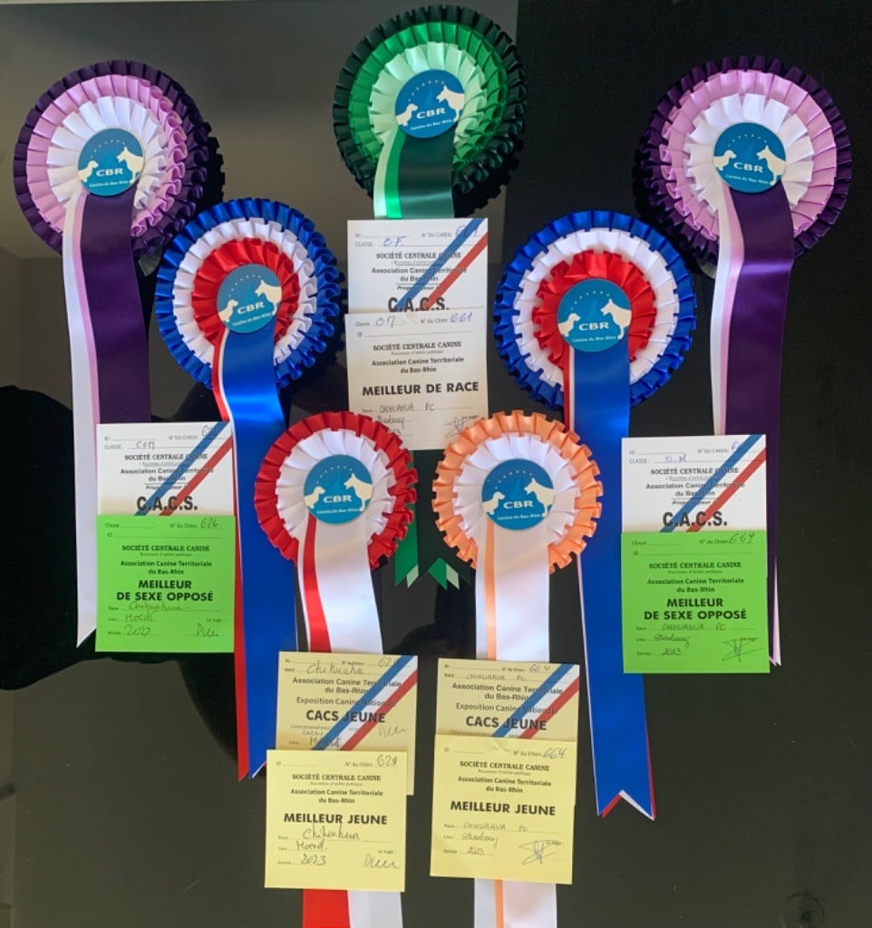 CH. special guest Ulla bloom - 1ère excellent CACS BOS classe ouverte