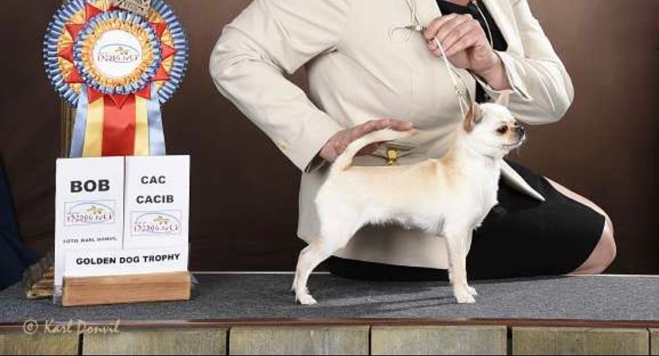 CH. special guest Ulla bloom - 1ère excellent CAC CACIB BOB classe champion