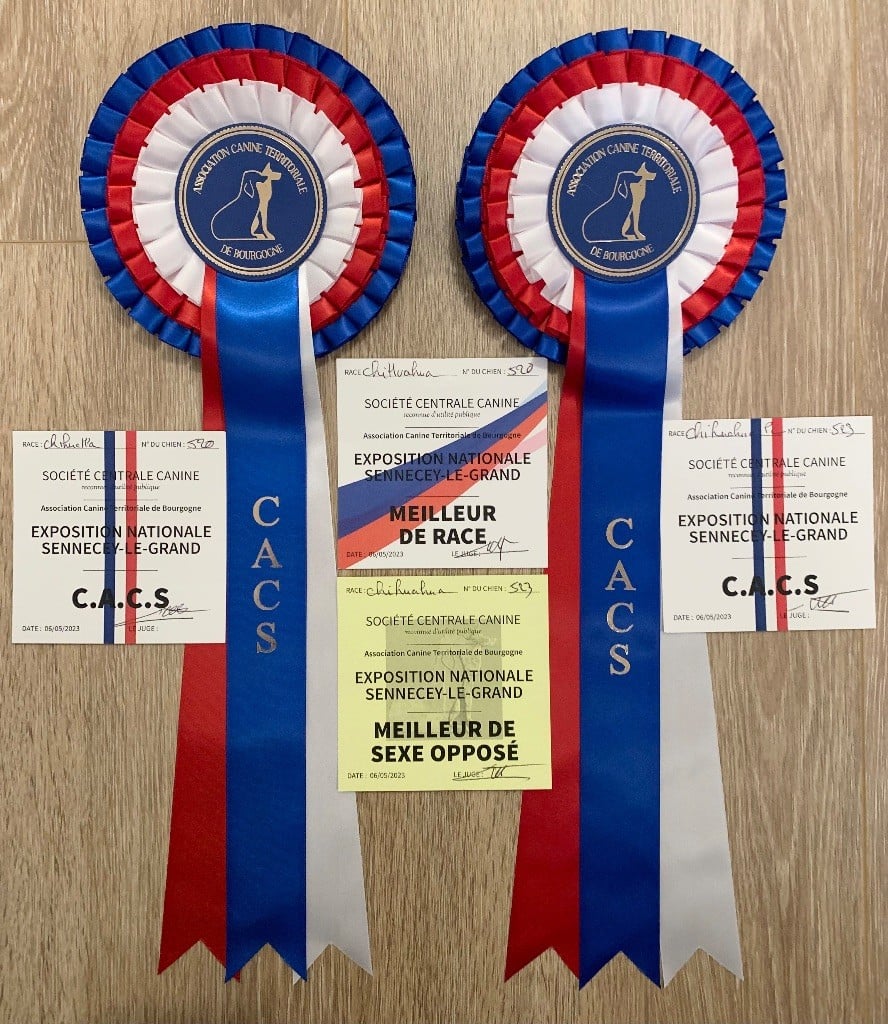 CH. special guest Ulla bloom - 1ère excellente CACS BOS classe ouverte