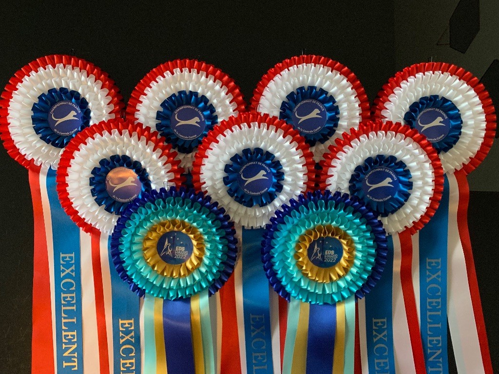 CH. special guest Ulla bloom - excellent nc classe jeune