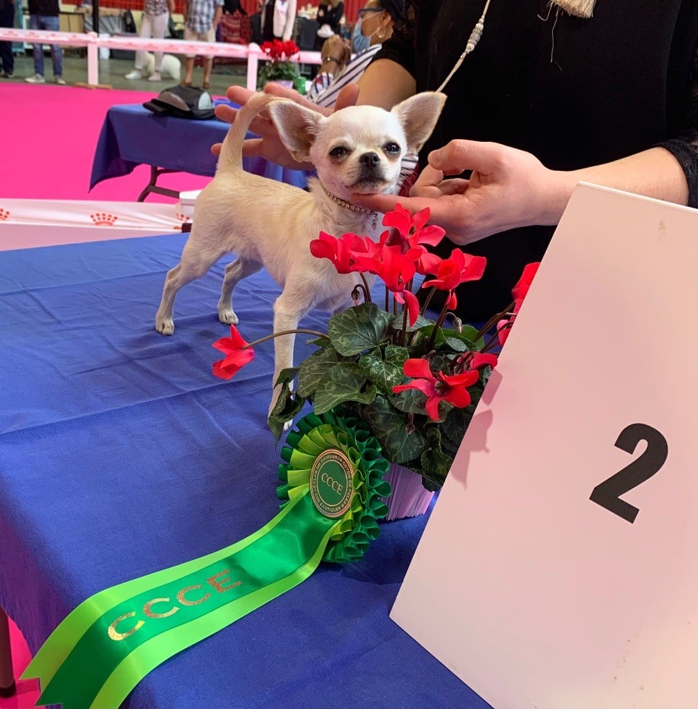 CH. special guest Ulla bloom - 2éme Très prometteur classe baby