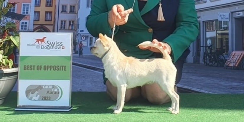 CH. special guest Ulla bloom - 1ère excellente CAC BOS classe champion