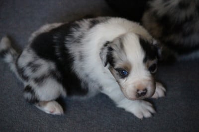 Les chiots de Berger Australien