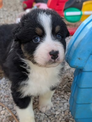 Les chiots de Berger Australien