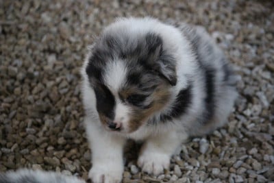 Les chiots de Berger Australien