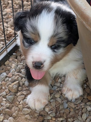 Les chiots de Berger Australien