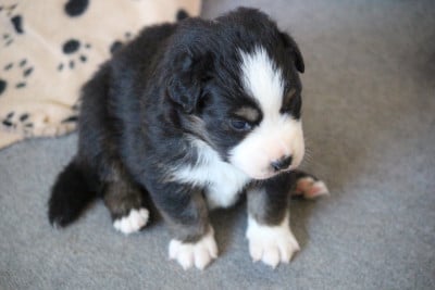 Les chiots de Berger Australien