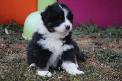 Les chiots de Berger Australien