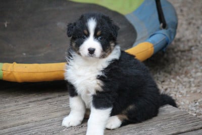 Les chiots de Berger Australien