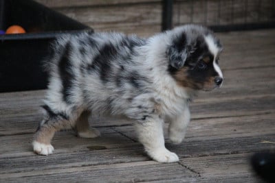 Les chiots de Berger Australien