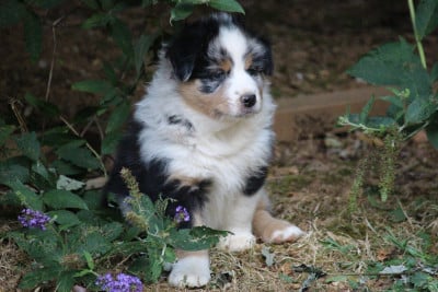 Les chiots de Berger Australien