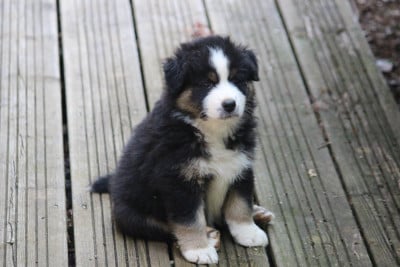 Les chiots de Berger Australien