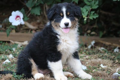 Les chiots de Berger Australien