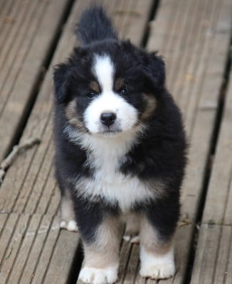Les chiots de Berger Australien