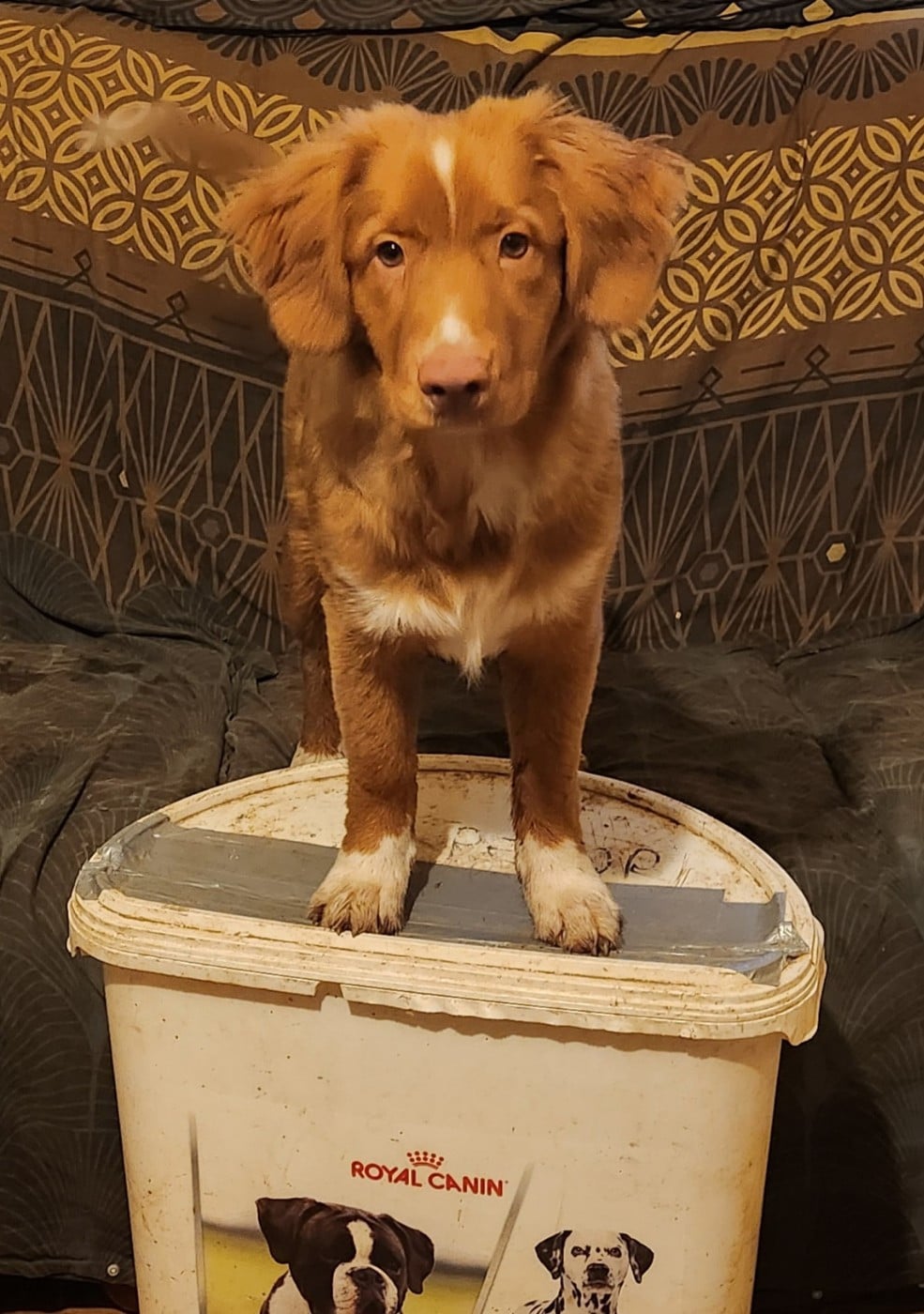 Apache D'Altesse Et Ses Retrievers