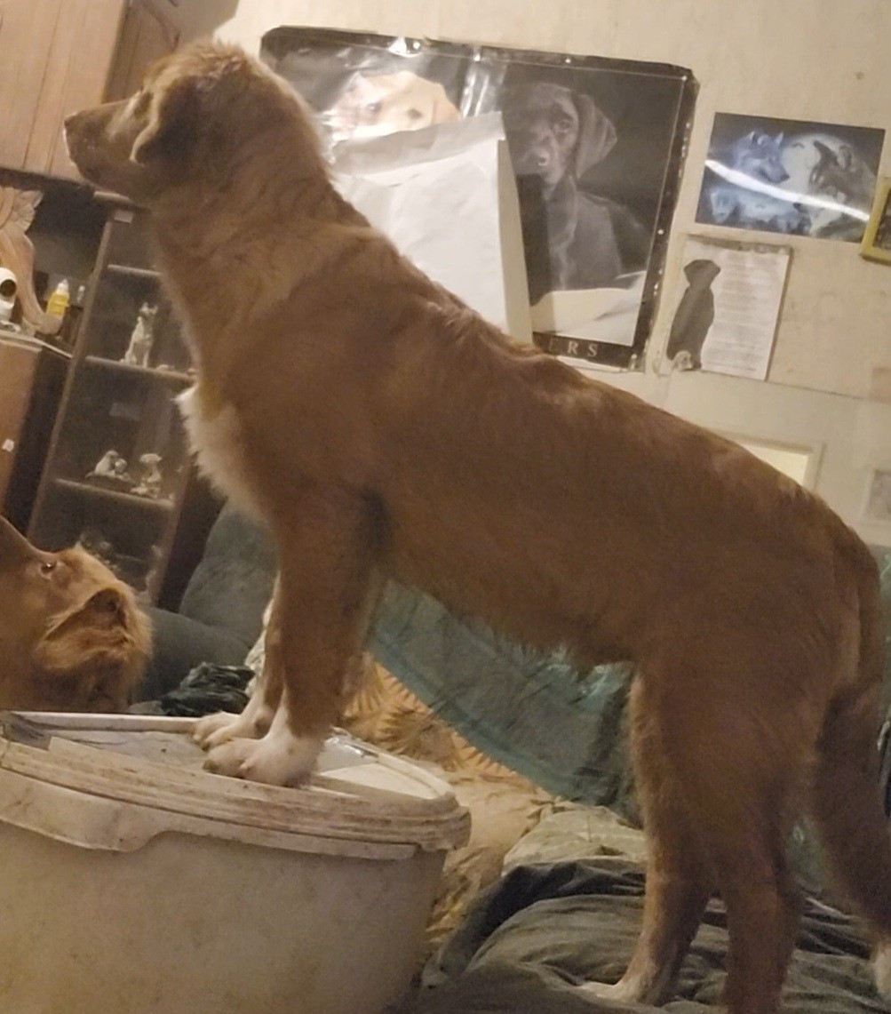 Apache D'Altesse Et Ses Retrievers