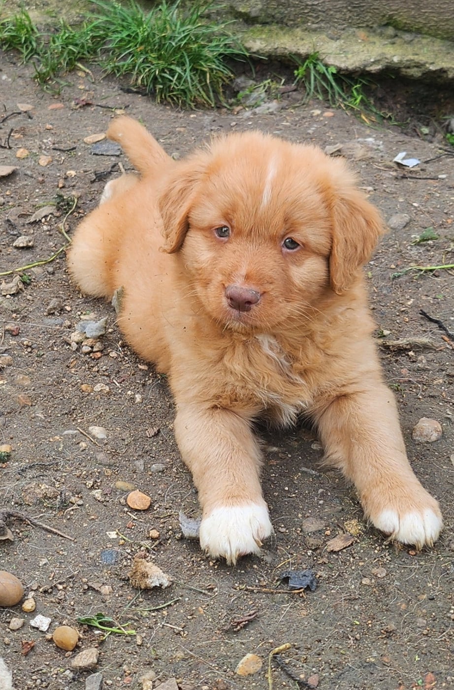 Chiot Retriever de la NouvelleEcosse CHIOT 7 D'Altesse Et Ses Retrievers — free download