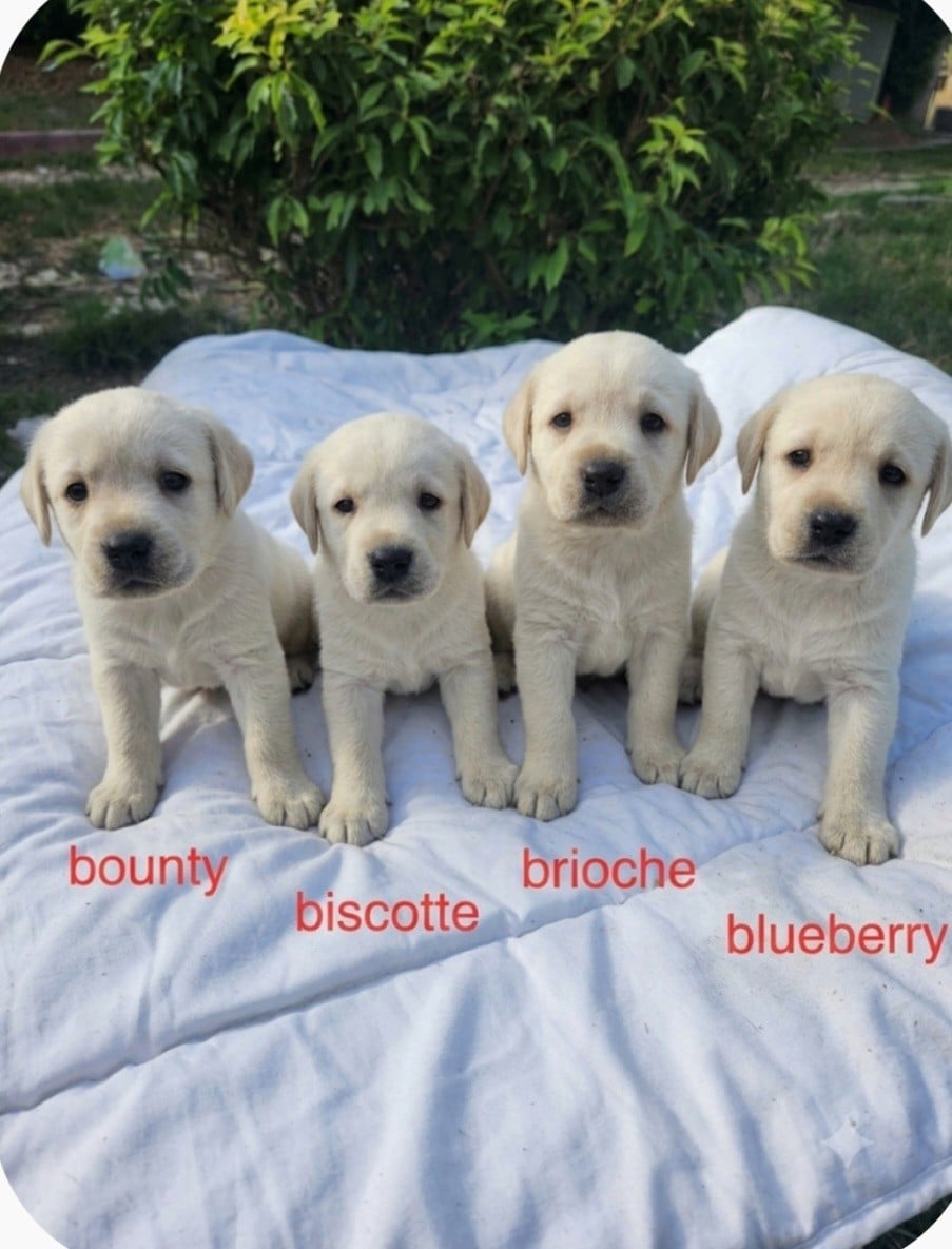Labrador Retriever - D'Altesse Et Ses Retrievers