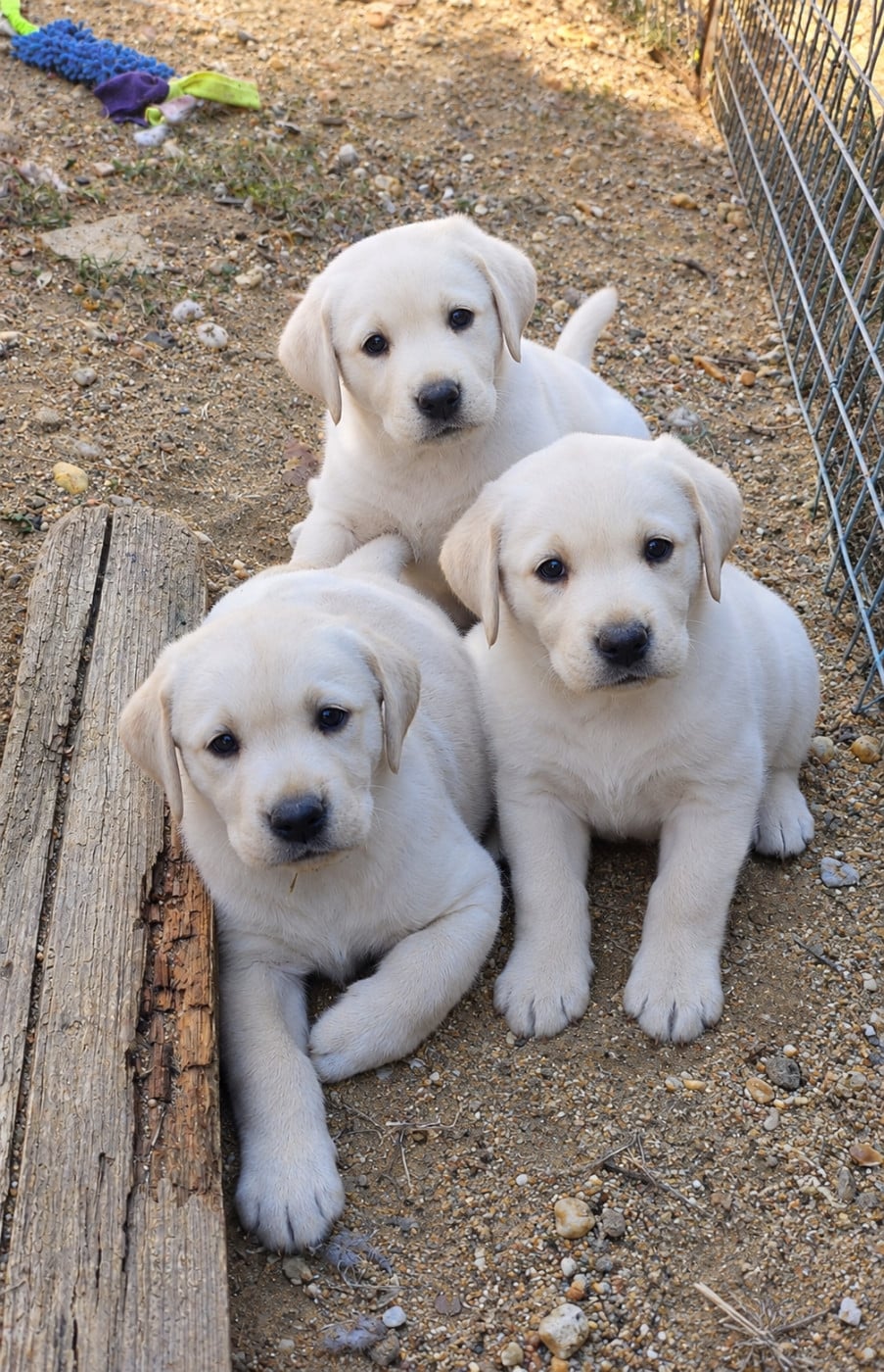 Labrador Retriever - D'Altesse Et Ses Retrievers
