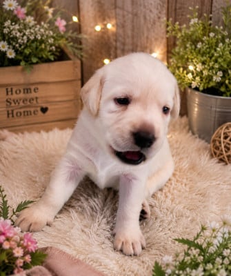 Les chiots de Labrador Retriever